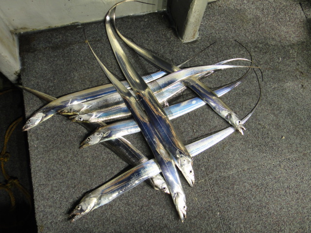 10월3일 갈치조황입니다.