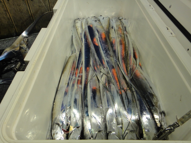 10월4일 갈치조황입니다.