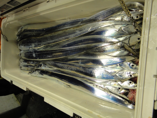 9월27일 갈치조황입니다.