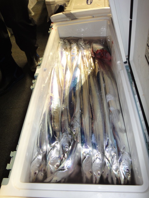 9월21일 갈치조황 입니다.