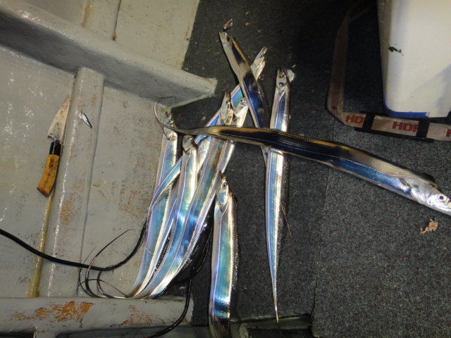 11월7일 갈치조황입니다.