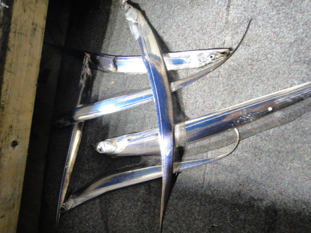 11월 26일 갈치조황입니다.