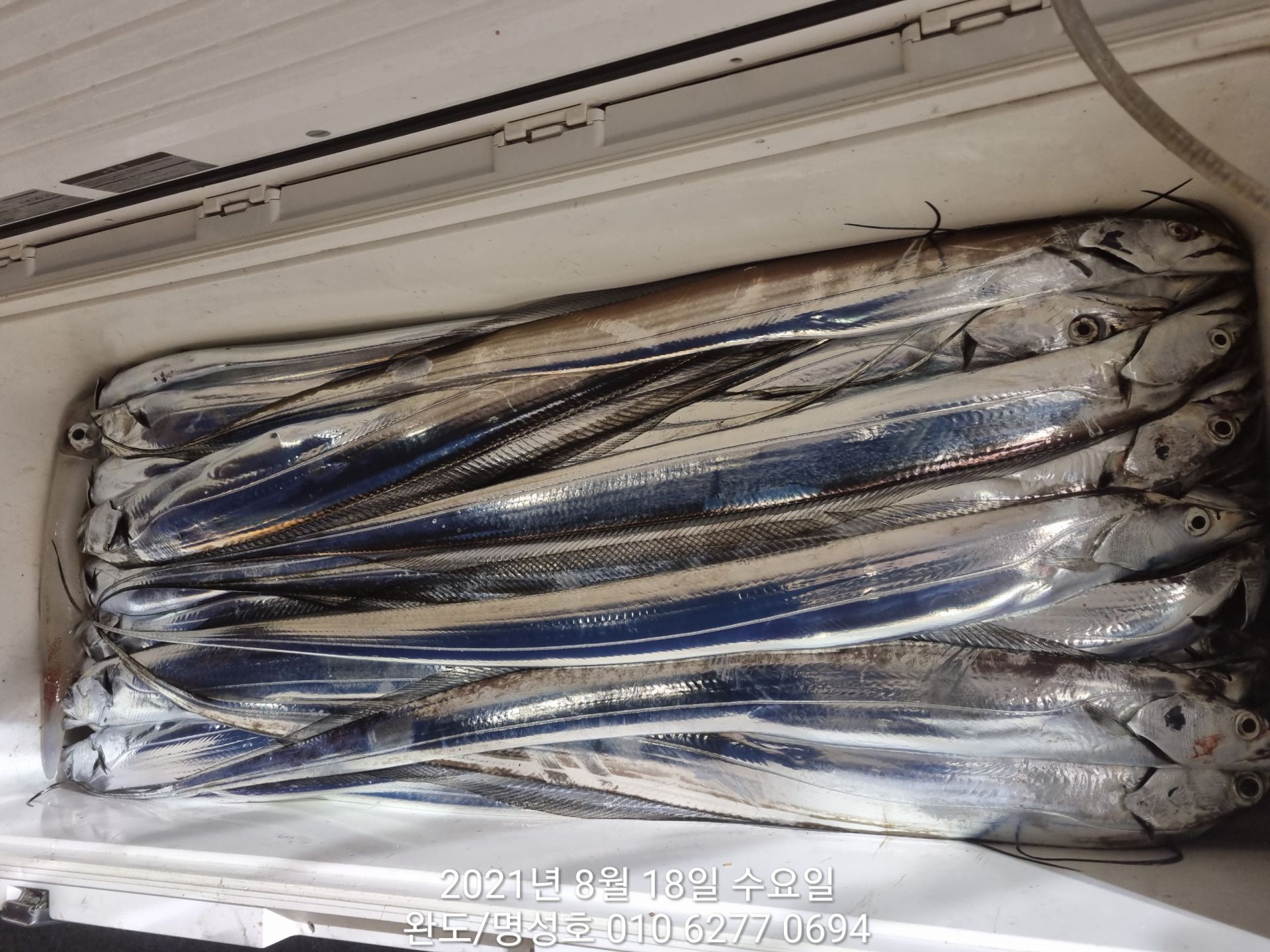 8월17일 명성호조황입니다