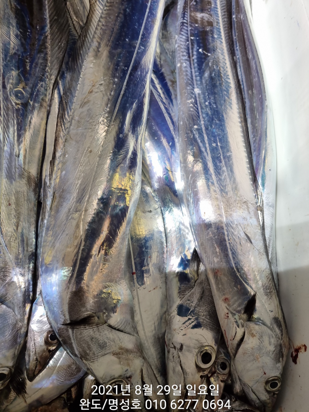((완도명성호)) 대포갈치 씨알굿굿 만쿨입니다 ~!!