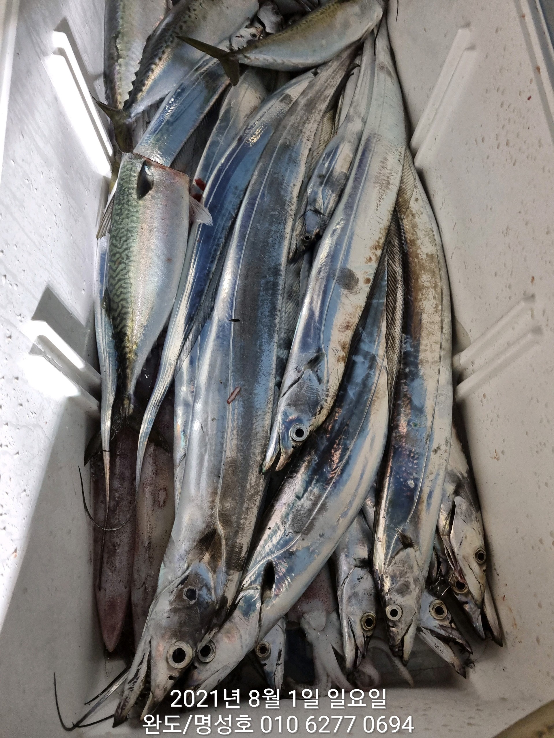 7월31일 명성호 한치,갈치조황