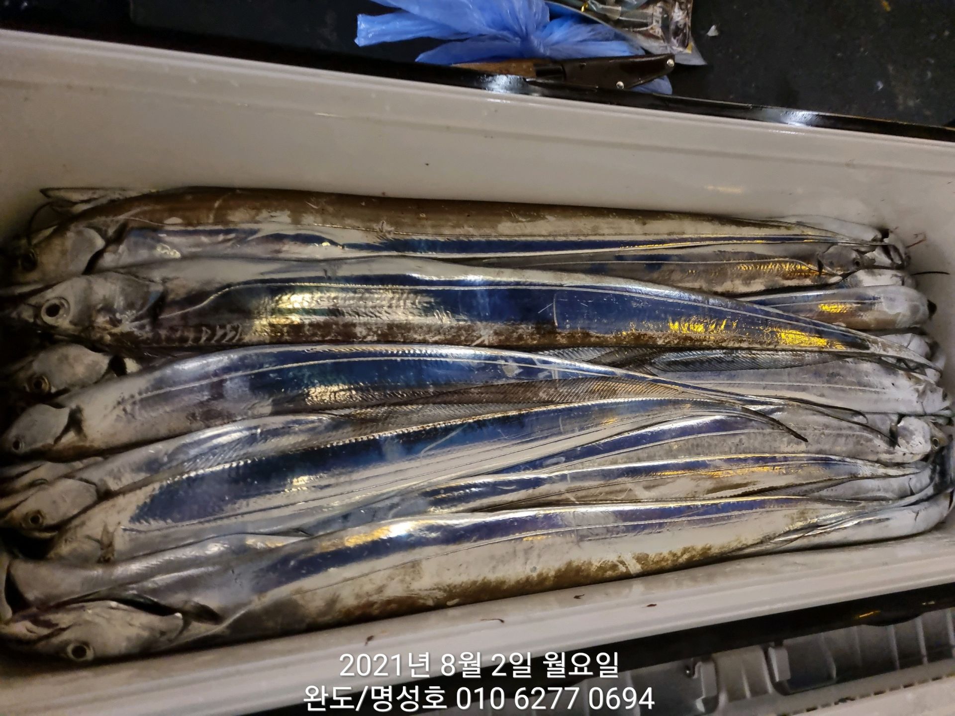 8월1일 명성호 갈치낚시조황