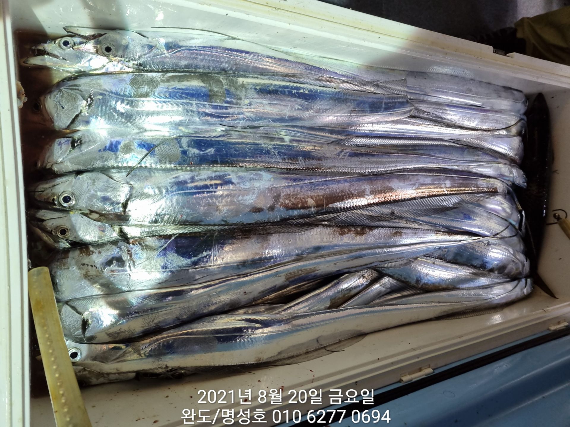 8월19일 갈치낚시조황