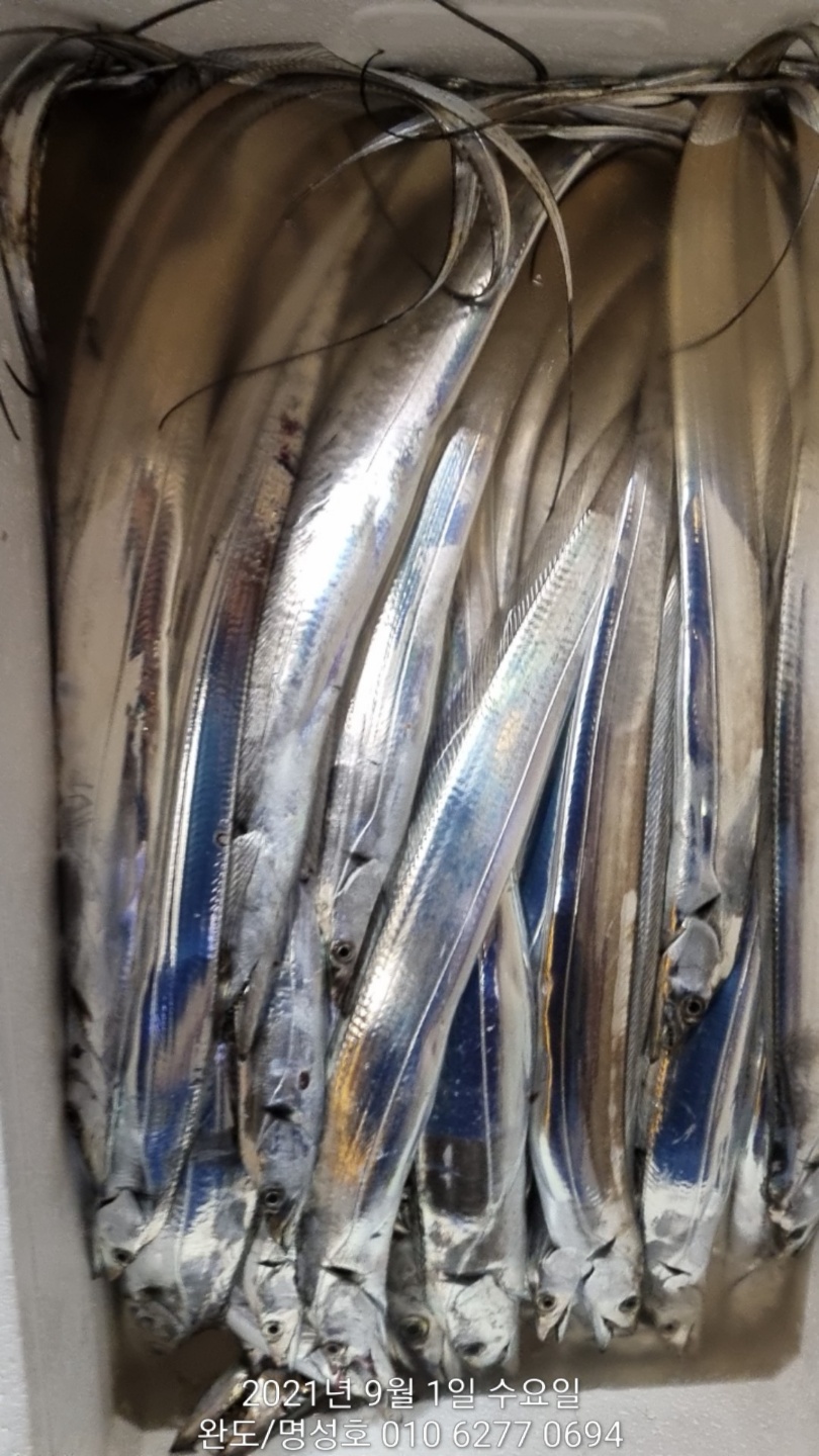 ((완도명성호)) 쿨러에 갈치 퍼담고왔습니다  ~~!!