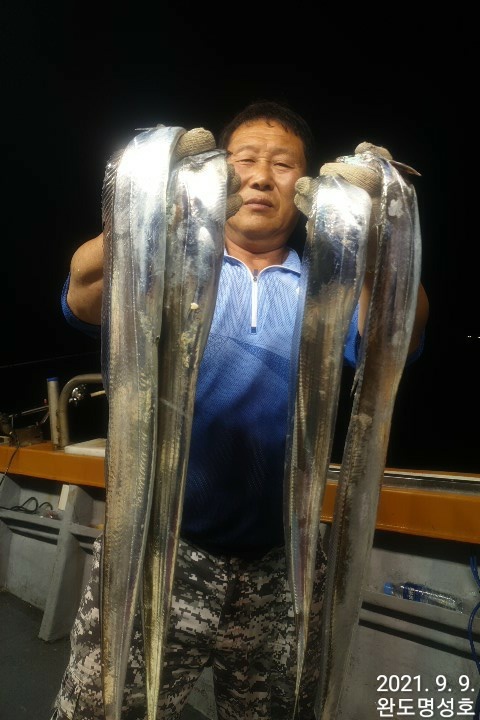 ((완도명성호)) 은빛갈치 쿨러 가득 마무리 ~!! 예약가능